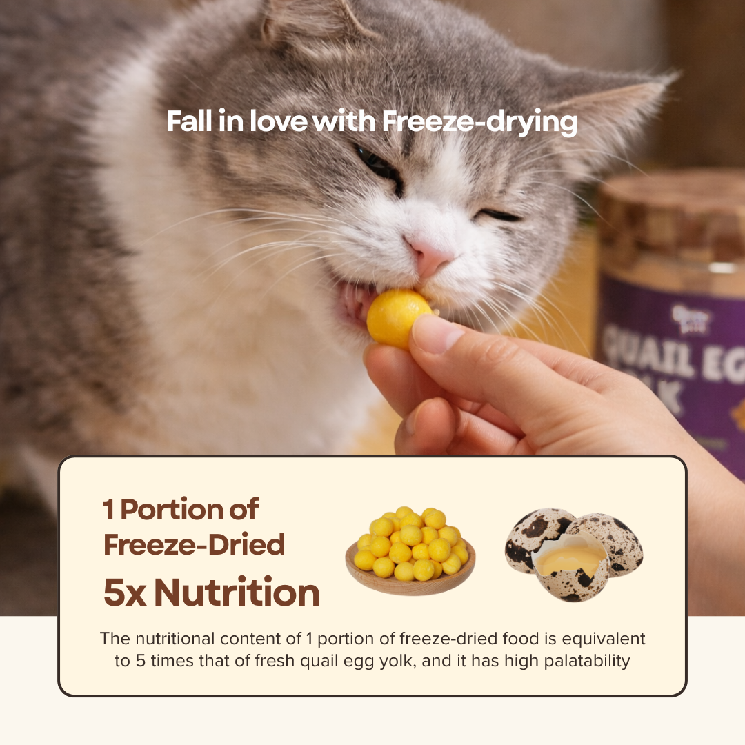 Freeze Dried Quail Egg Yolk