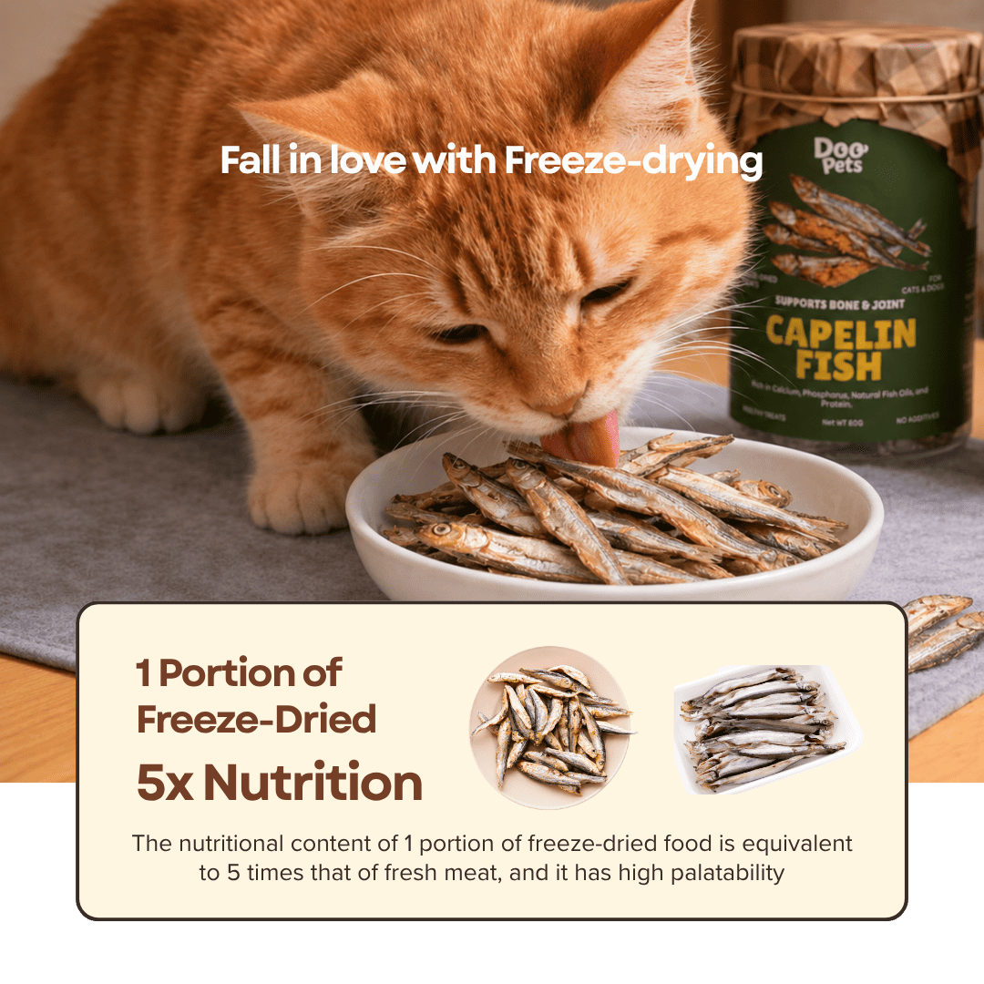 Premium Capelin Fish Freeze Dried Pet Food Snacks Treat Cats & Dogs Doo Pets Doopets Dry Good Quality